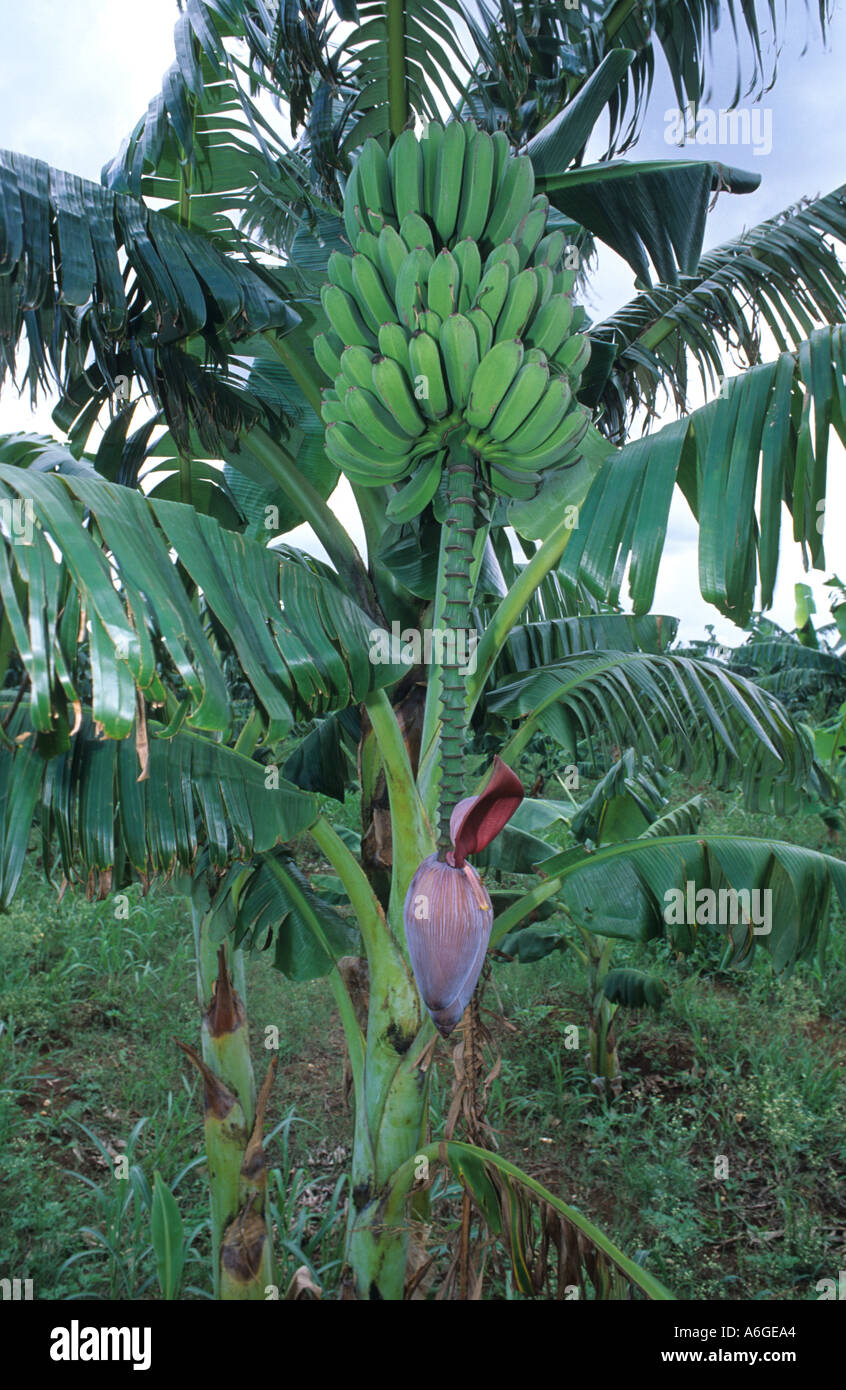 Banana albero in fiore e frutto di specie Musa Cardenas Cuba Foto Stock
