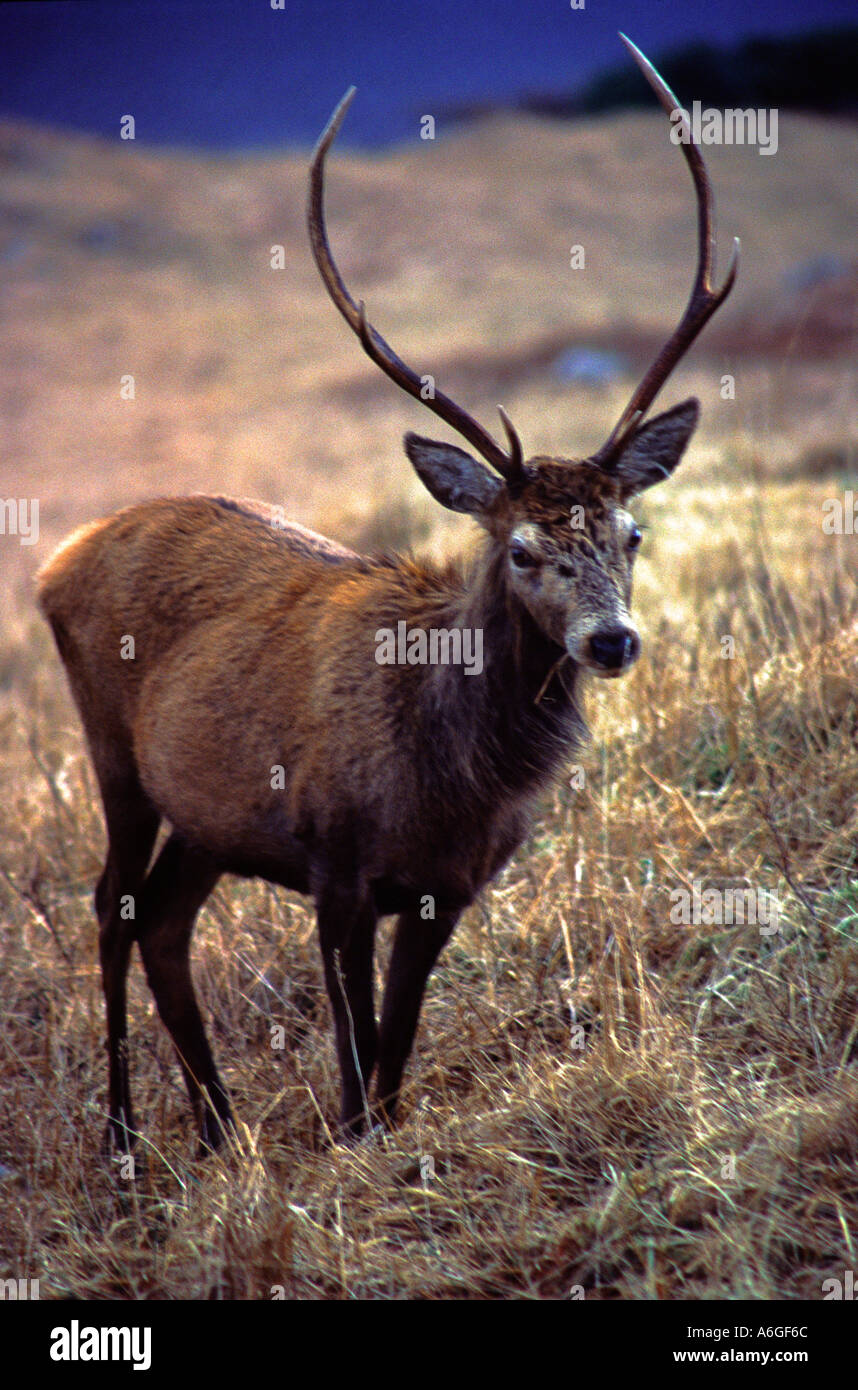 Wild Stag Glen Etive Highlands scozzesi Foto Stock