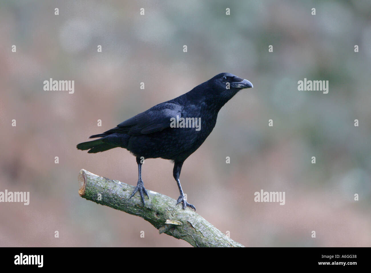 Carrion Crow sul ramo Foto Stock