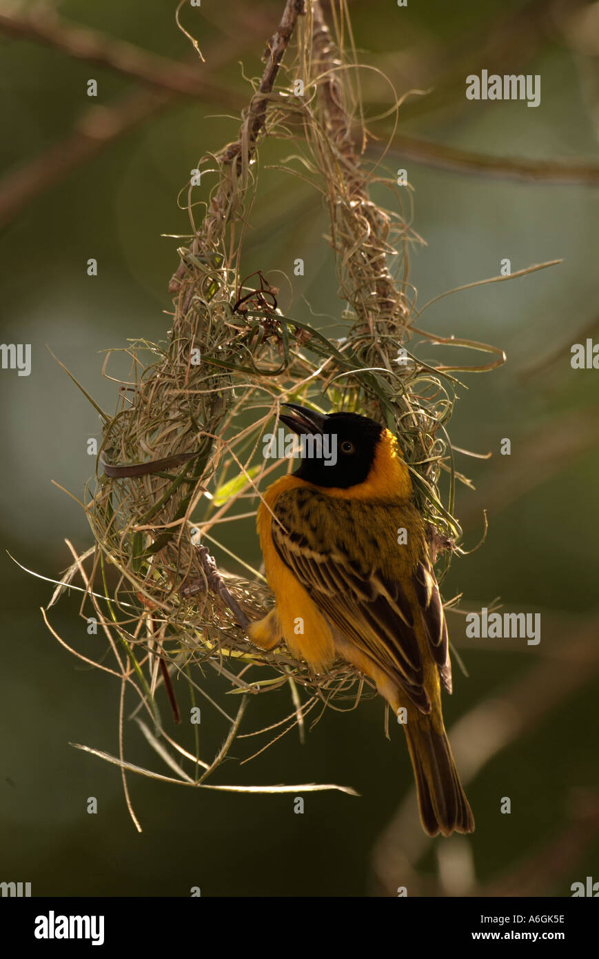 Minore Tessitore mascherato Ploceus intermedius adulto maschio nido di tessitura Foto Stock