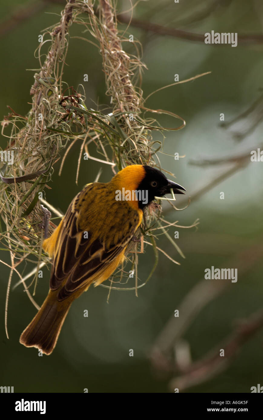 Minore Tessitore mascherato Ploceus intermedius adulto maschio nido di tessitura Foto Stock