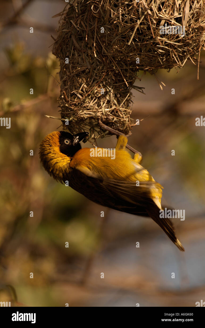 Minore Tessitore mascherato Ploceus intermedius adulto maschio nido di tessitura Foto Stock