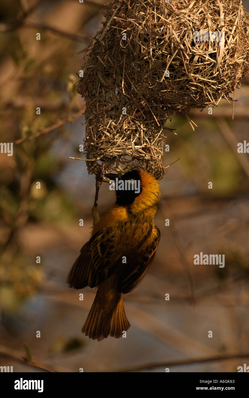 Minore Tessitore mascherato Ploceus intermedius adulto maschio nido di tessitura Foto Stock