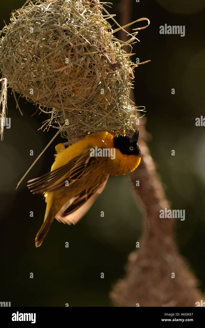 Minore Tessitore mascherato Ploceus intermedius adulto maschio nido di tessitura Foto Stock