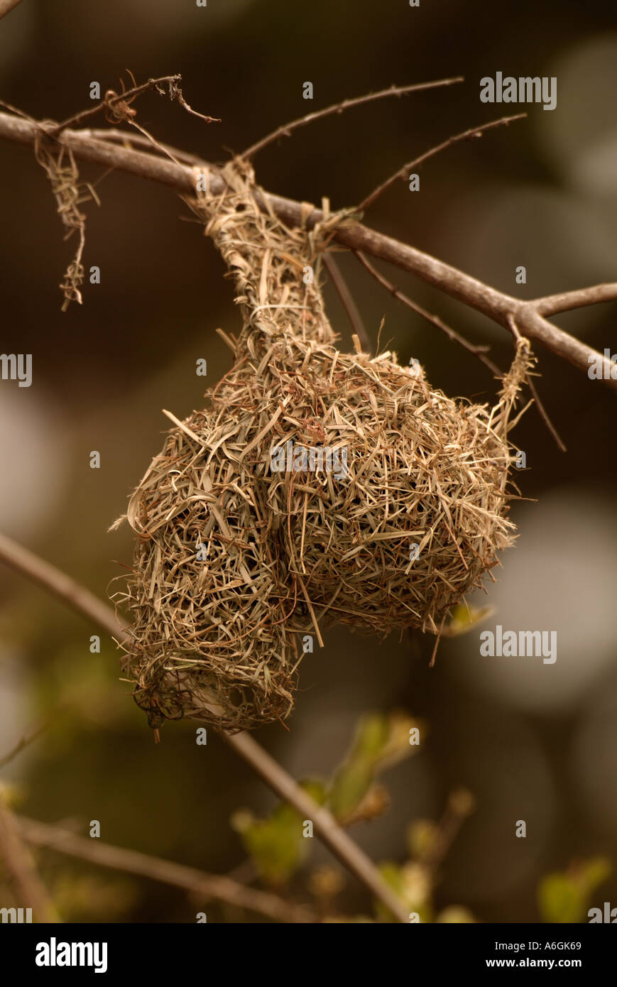 Minore Tessitore mascherato Ploceus intermedius nido finito Foto Stock