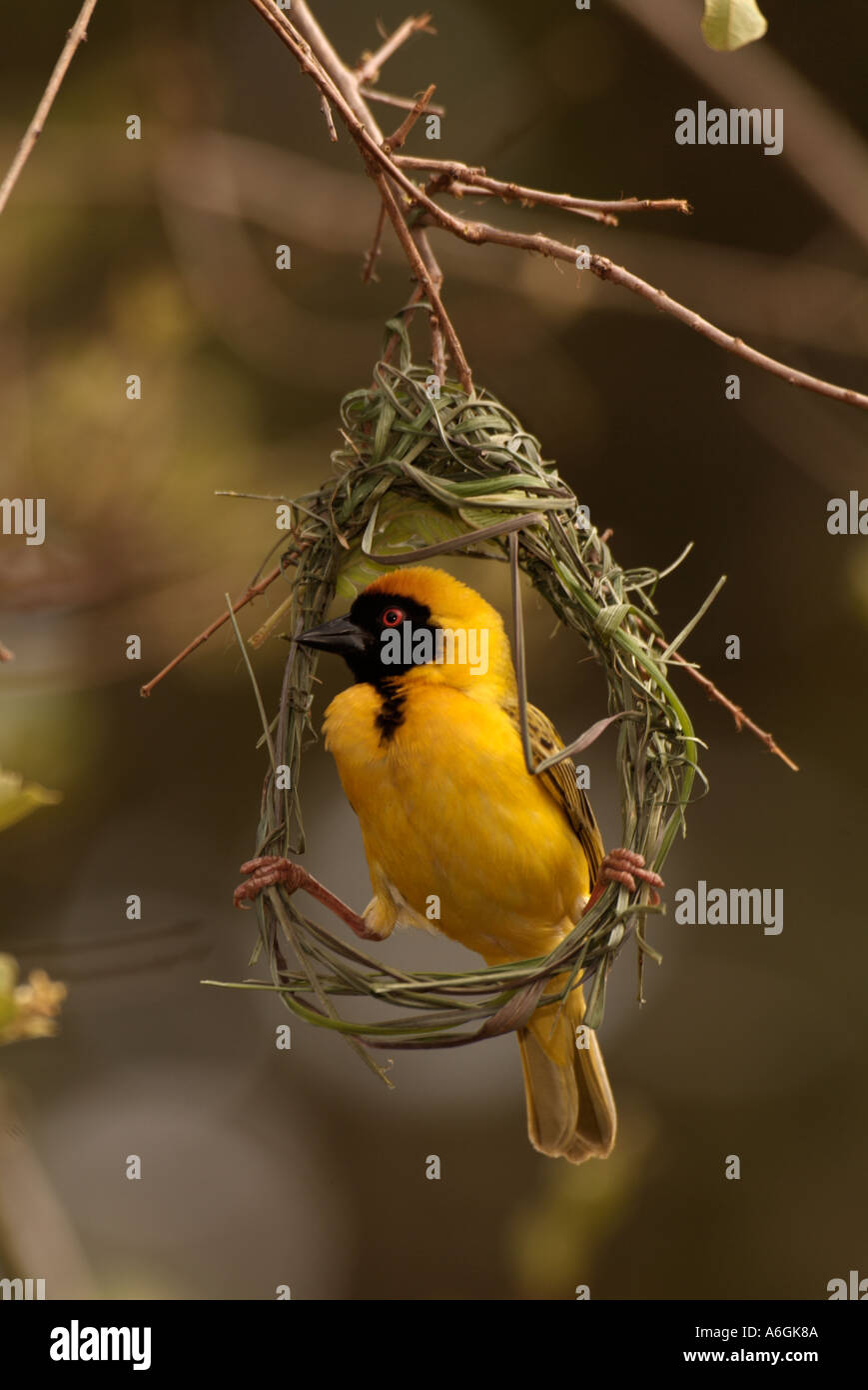 Tessitore mascherato Ploceus velatus maschio nido di tessitura Foto Stock