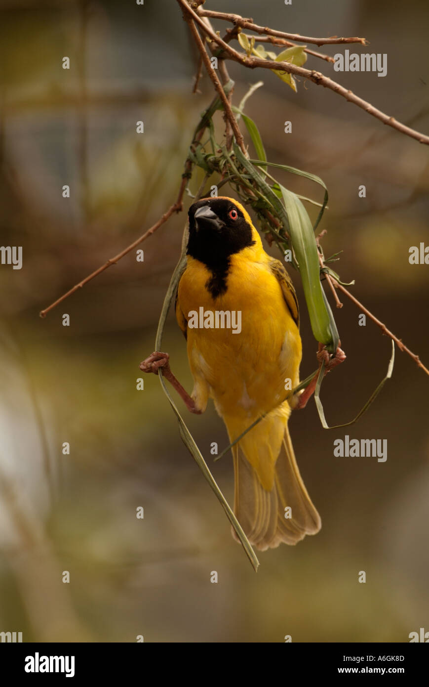 Tessitore mascherato Ploceus velatus maschio nido di tessitura Foto Stock