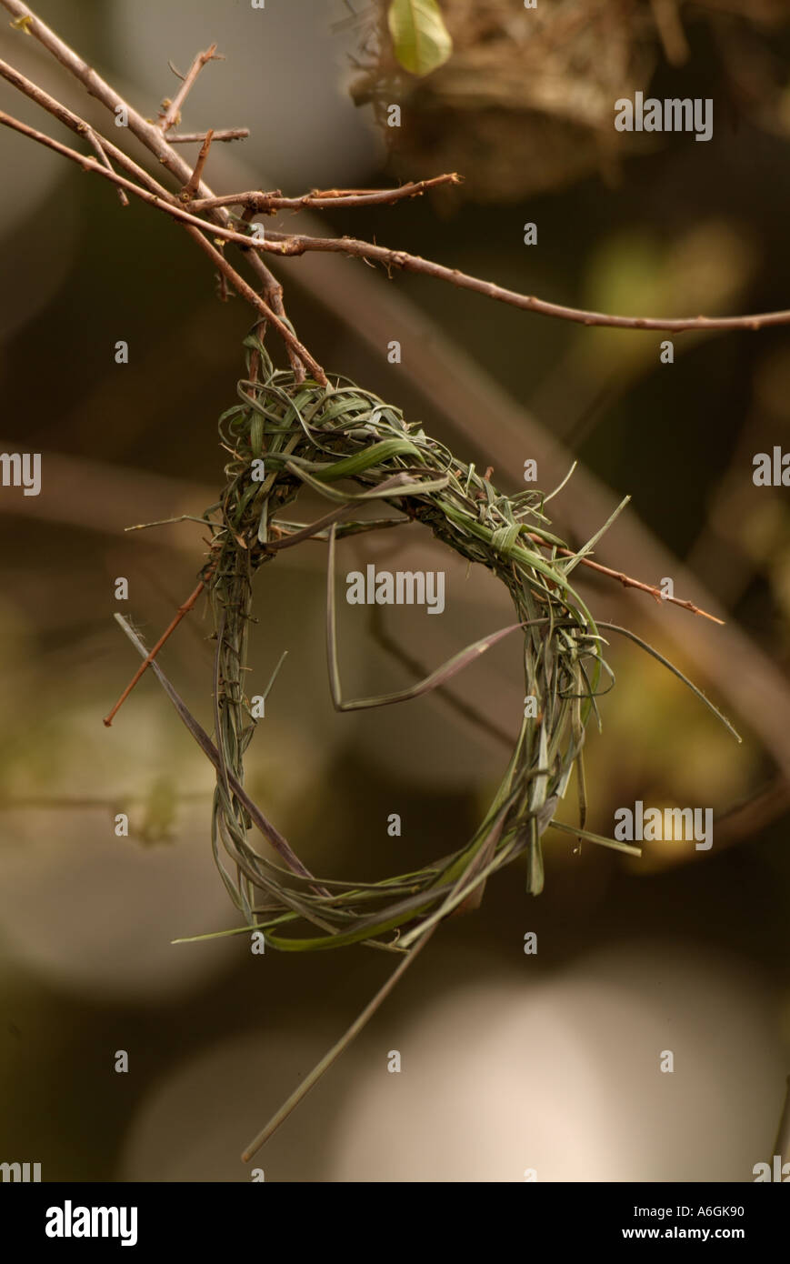 Tessitore mascherato Ploceus velatus nido incompiuto Foto Stock