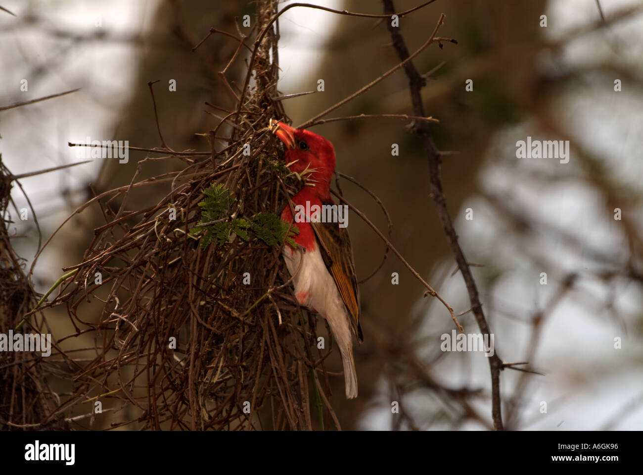 Testa rossa Weaver Anaplectes rubriceps maschio nido di tessitura Foto Stock