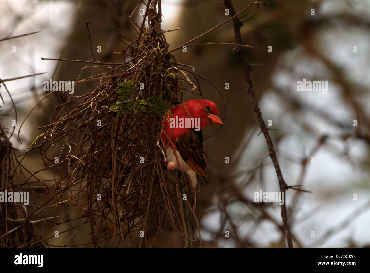 Testa rossa Weaver Anaplectes rubriceps maschio nido di tessitura Foto Stock