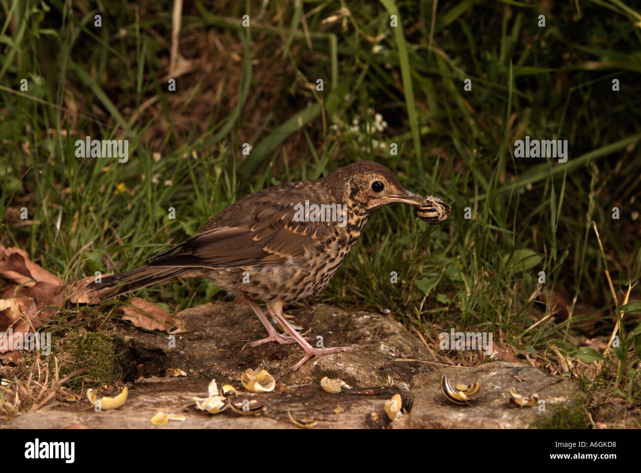 Tordo Bottaccio Turdus philomelos Smashing lumache sull'incudine Foto Stock