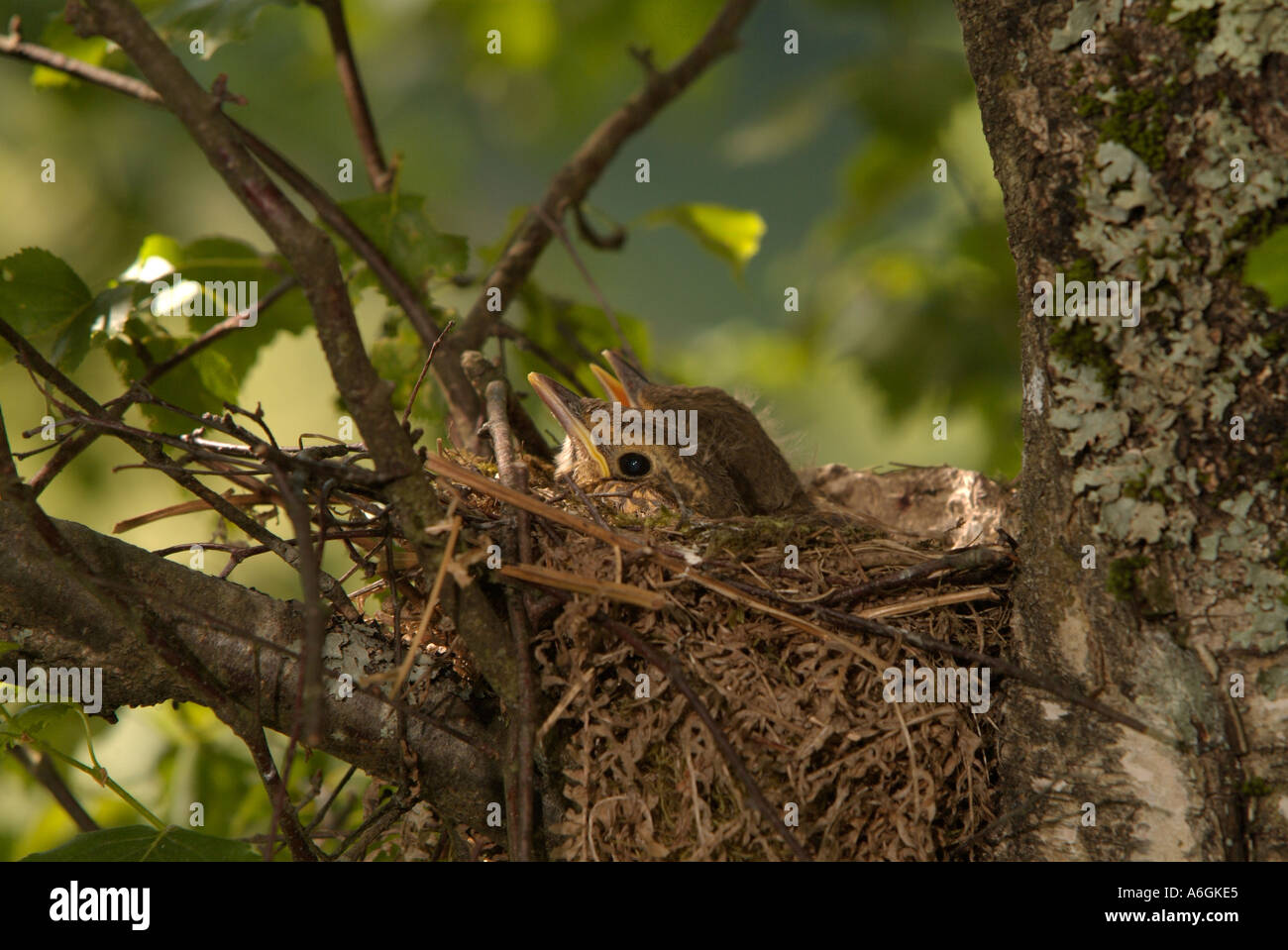 Tordo Bottaccio Turdus philomelos pulcini nel nido Foto Stock