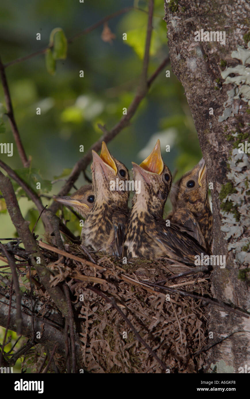 Tordo Bottaccio Turdus philomelos grandi pulcini nel nido Foto Stock