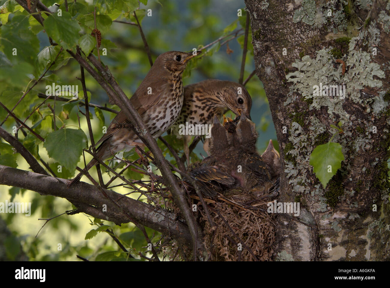 Tordo Bottaccio Turdus philomelos maschio femmina alimentazione di pulcini nel nido Foto Stock