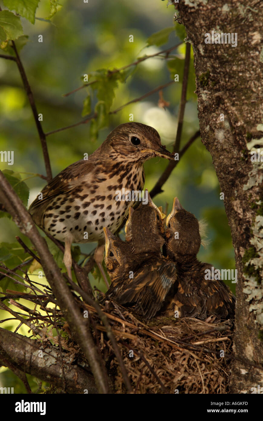Tordo Bottaccio Turdus philomelos alimentazione di pulcini nel nido Foto Stock