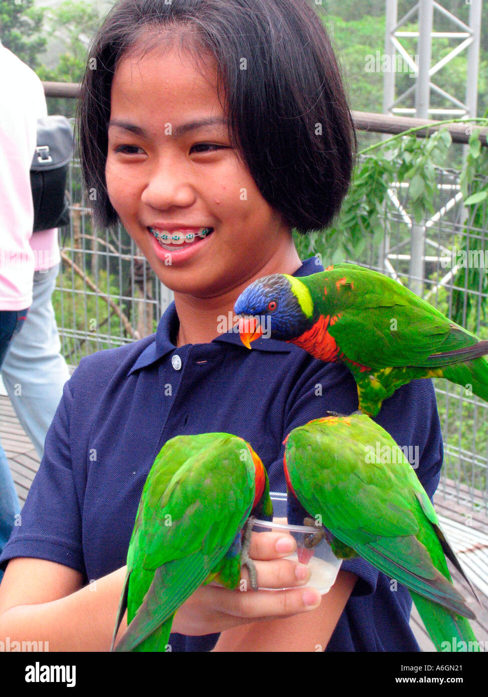 Giovane visitatore alimenta parrocchetti Jurong Bird Park Lory Loft Singapore Foto Stock