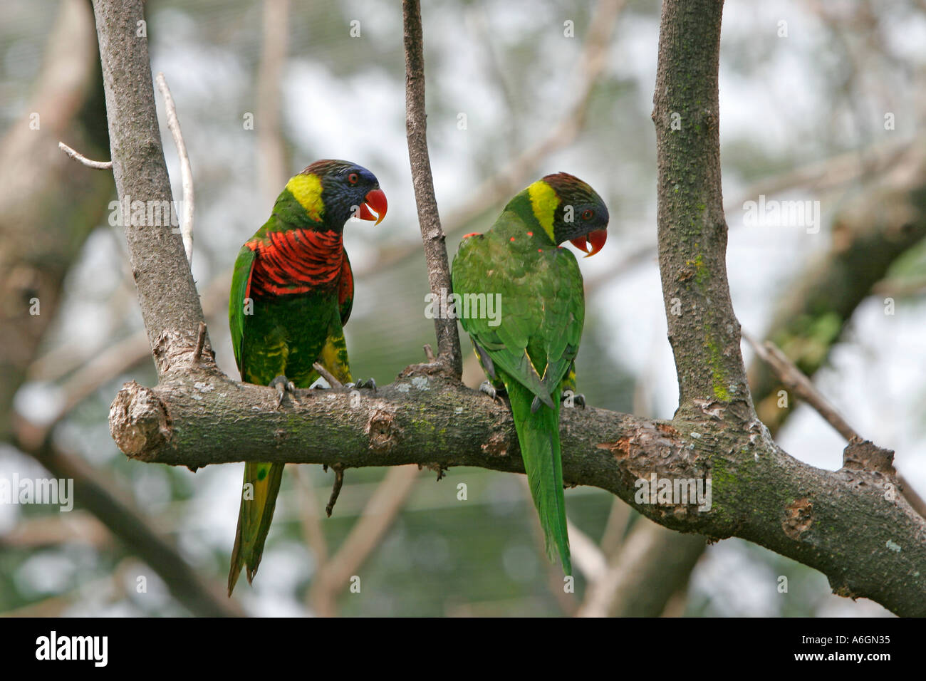 Parrocchetti Jurong Bird Park Lory Loft Singapore Foto Stock