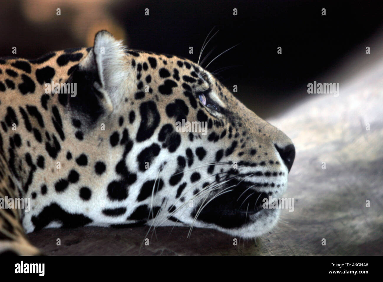 Jaguar in appoggio Singapore Zoo Foto Stock Jaguar in appoggio Singapore Zoo Foto Stock