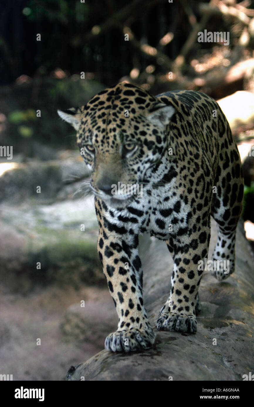 Jaguar passeggiate sul tronco di albero Singapore Zoo Foto Stock Jaguar passeggiate sul tronco di albero Singapore Zoo Foto Stock