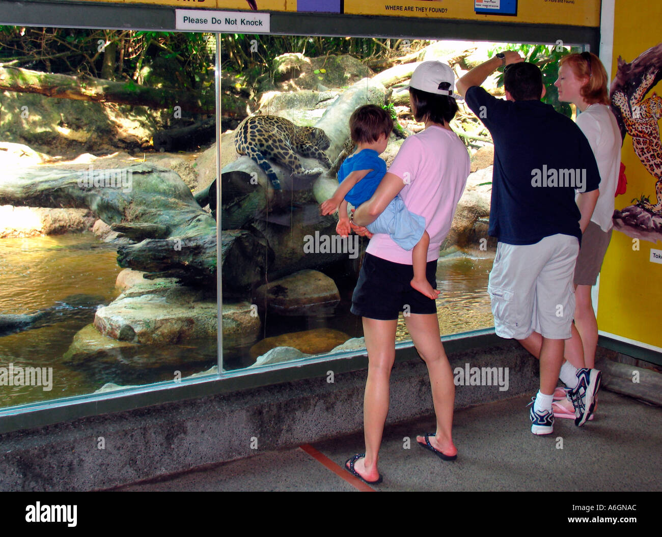 I visitatori osservano in appoggio jaguar Singapore Zoo Foto Stock I visitatori osservano in appoggio jaguar Singapore Zoo Foto Stock