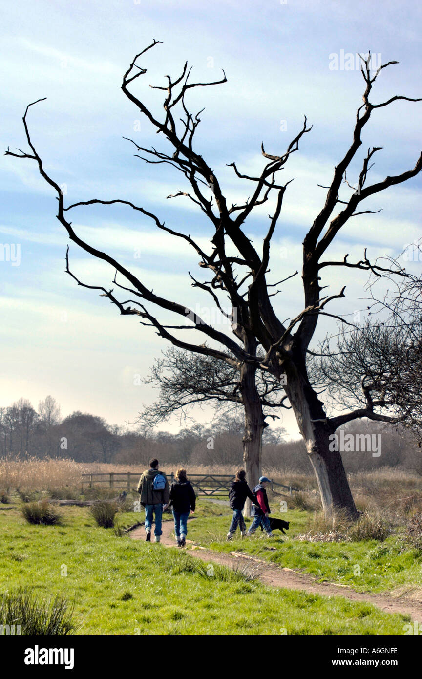 Famiglia camminare sotto un albero morto su un Suffolk riserva naturale Foto Stock