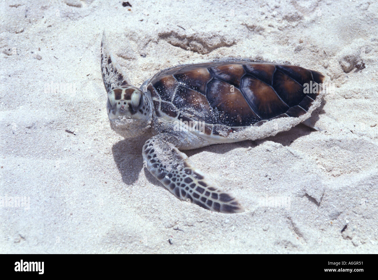 Green Sea Turtle Hatchling sulla spiaggia in condizioni di luce solare intensa Foto Stock