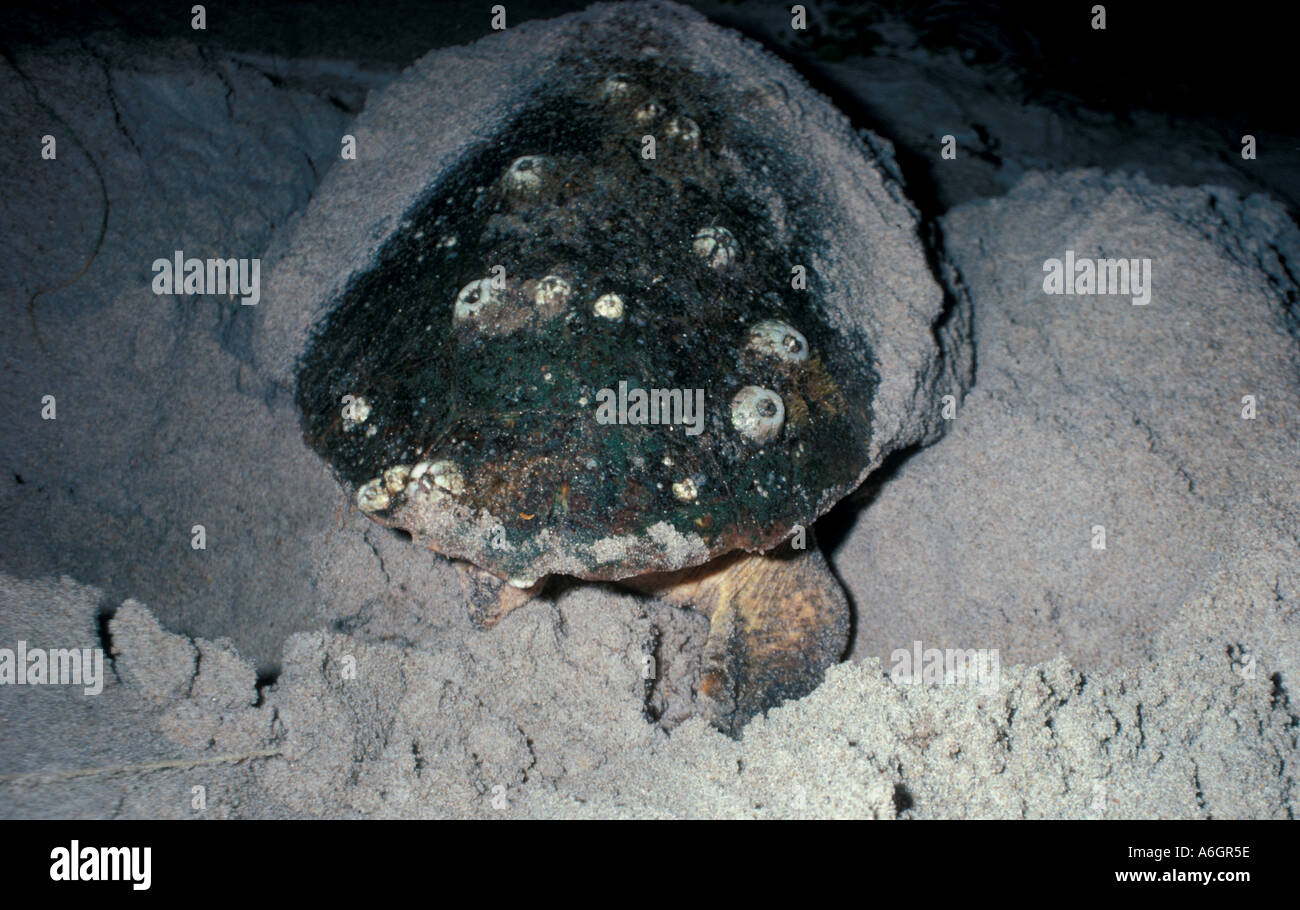 Tartaruga Caretta Nesting di notte Canaveral National Seashore Florida Foto Stock