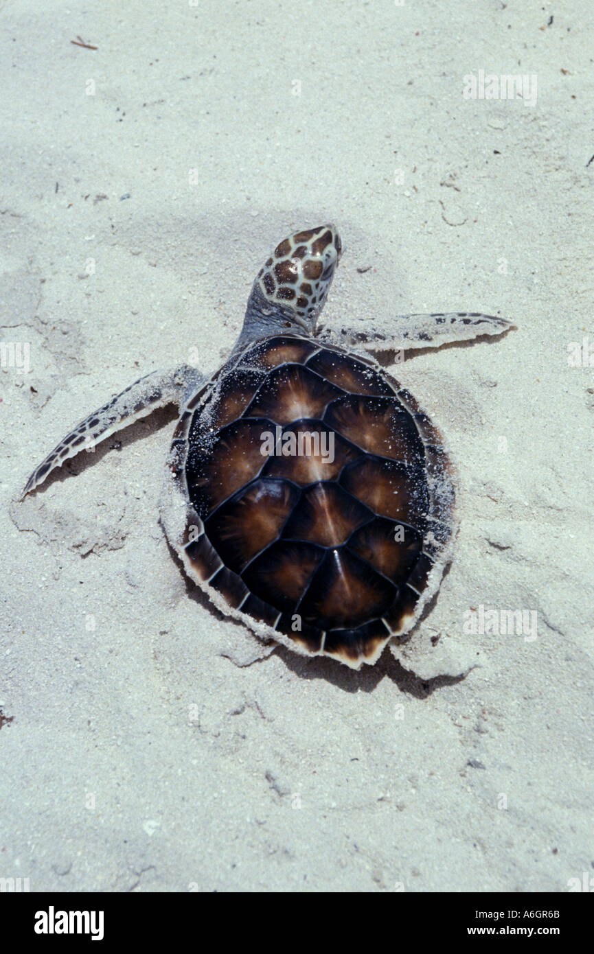 Green Sea Turtle Hatchling lottando sulla sabbia per raggiungere l'acqua Foto Stock