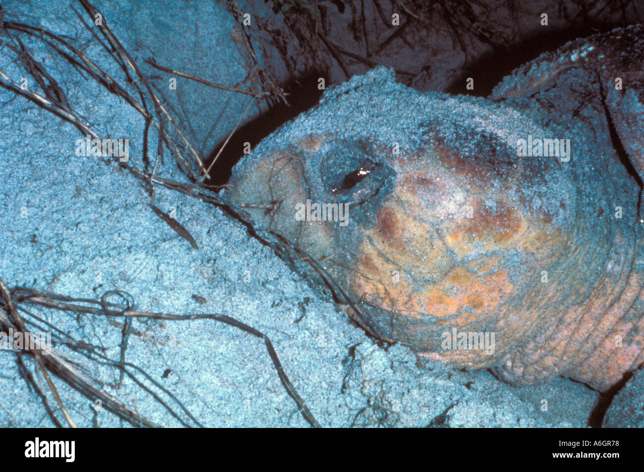 Tartarughe Marine sulla nidificazione Beach strappo in testa occhio Closeup Foto Stock