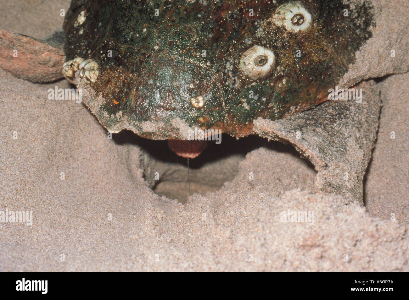 Per Tartarughe Marine nidificazione sulla spiaggia la deposizione di uova mostra il foro rotondo in cui vengono depositate le uova Foto Stock