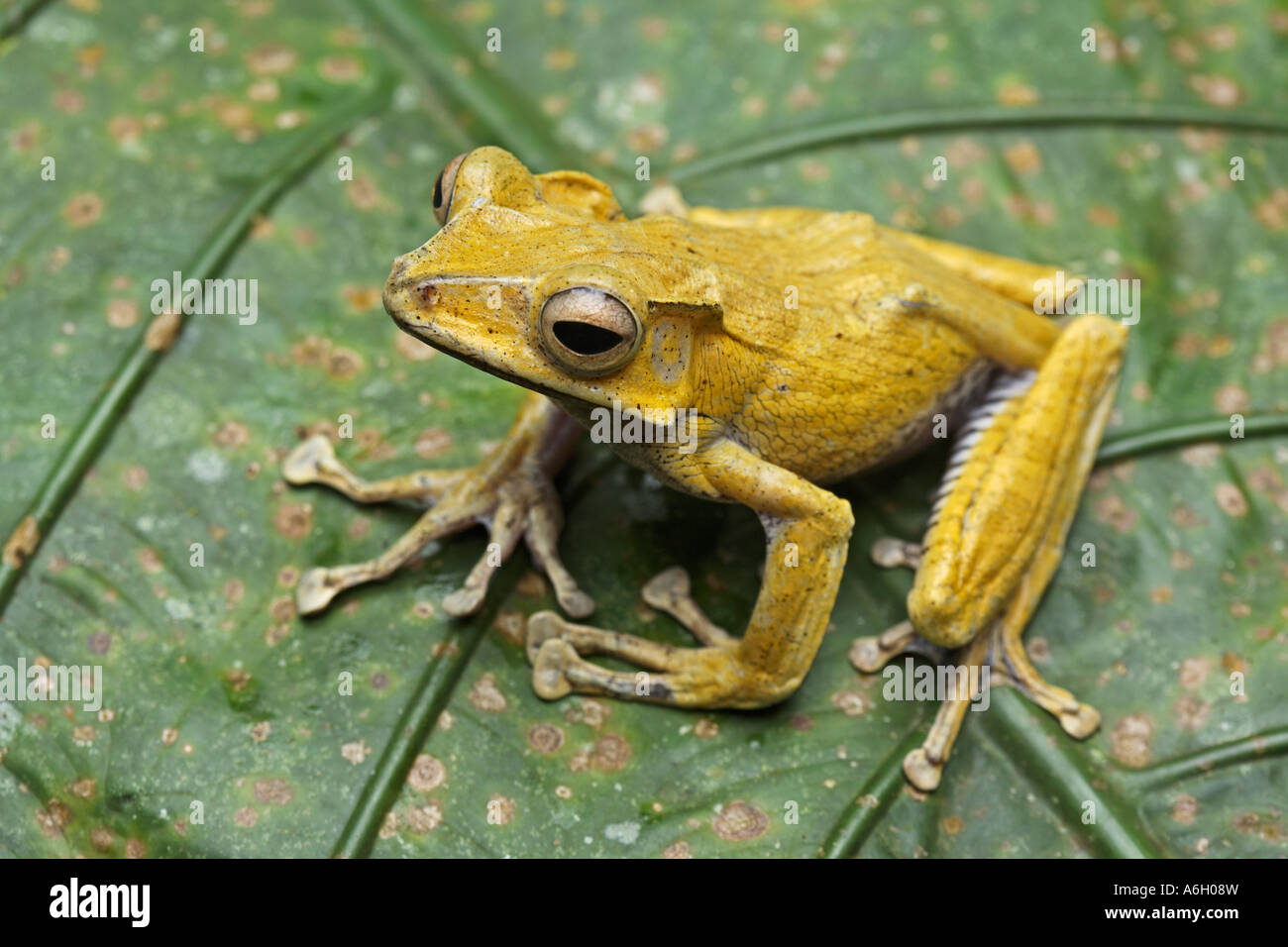 File eared raganella, Polypedates otilophis, Borneo Foto Stock
