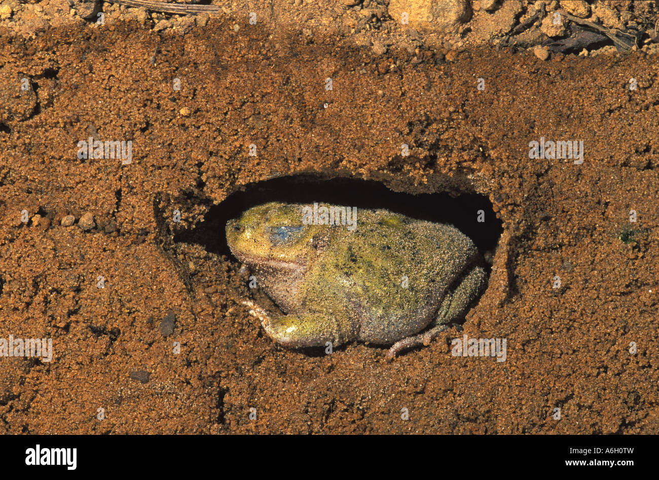 Il lettino s Spadefoot Toad Scaphiopus couchii Arizona Foto Stock