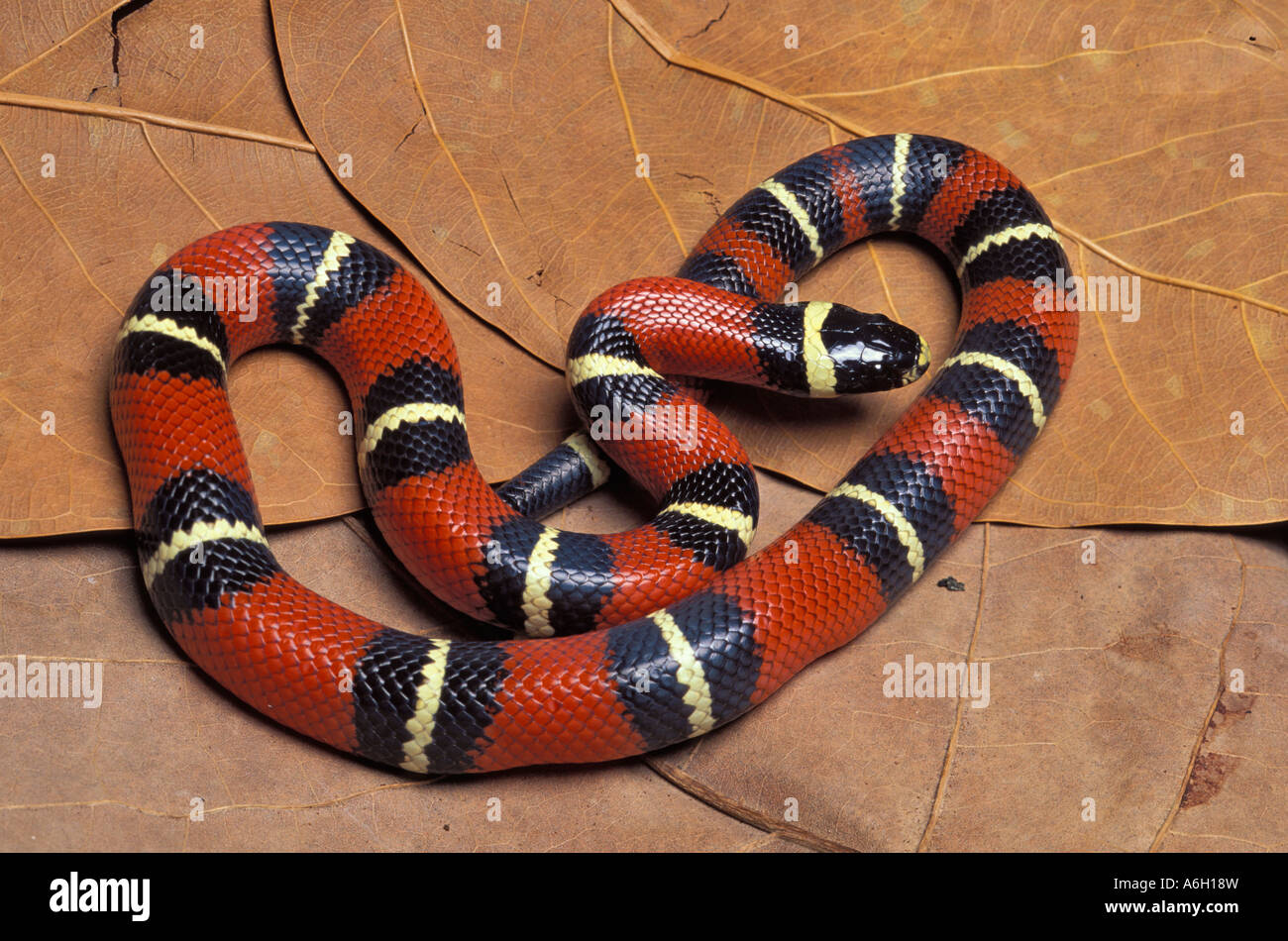 Latte Sinaloan Snake Messico Foto Stock