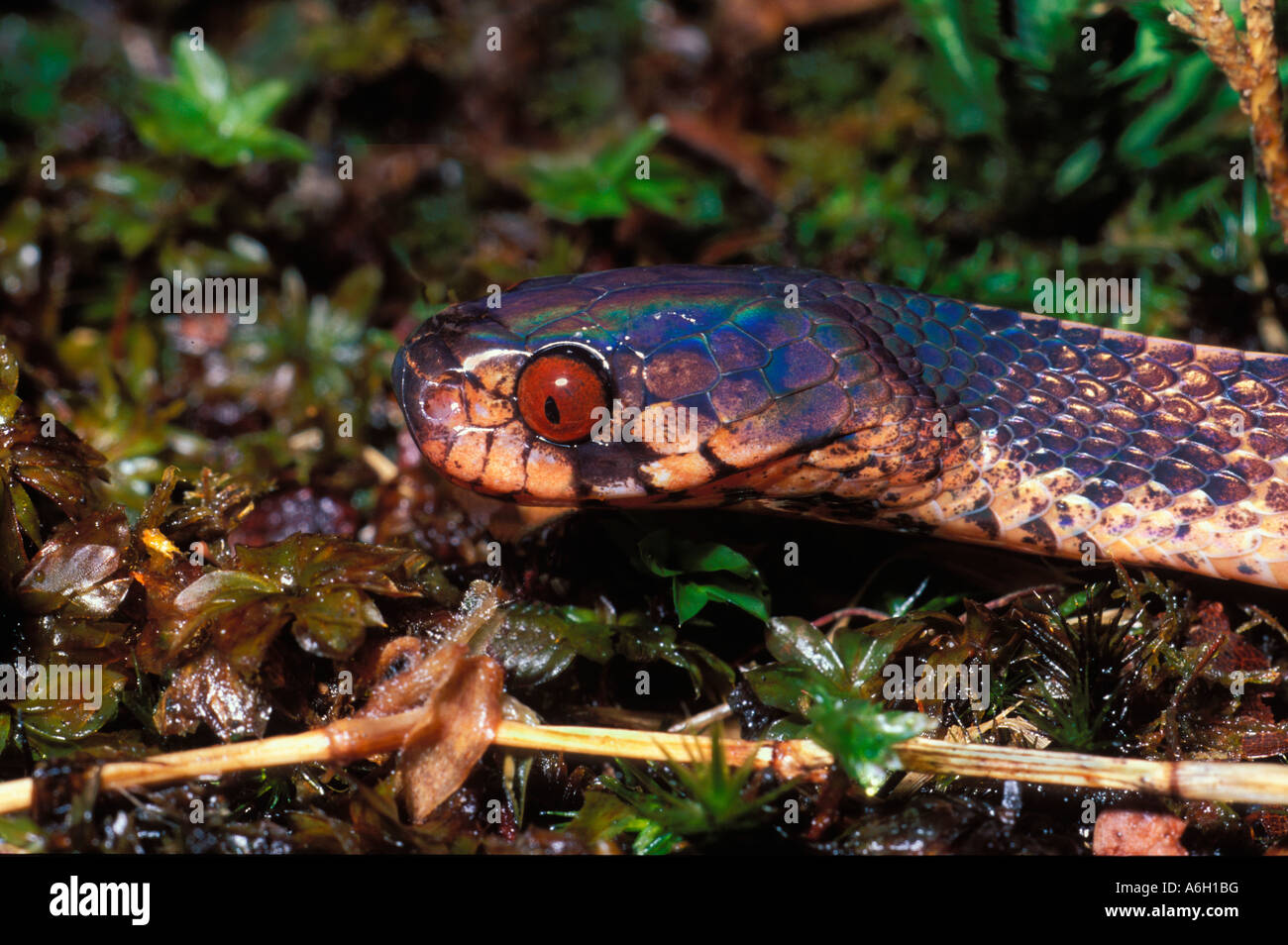 Montane Slug mangiare Snake Pareas vertebralis o Asthenodipsas vertebralis Bukit Larut Malaysia occidentale Foto Stock