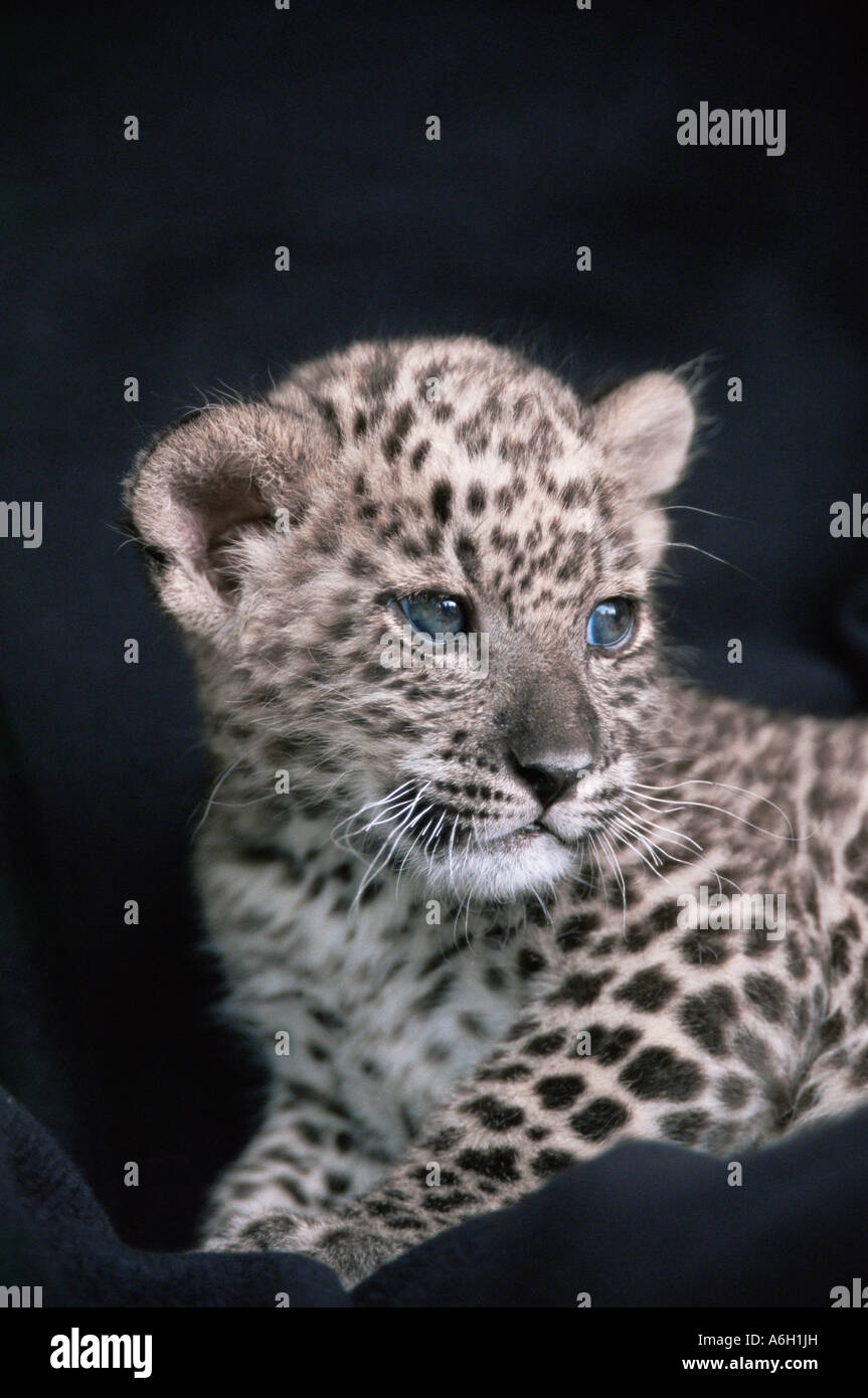 Il persiano leopard cub Foto Stock