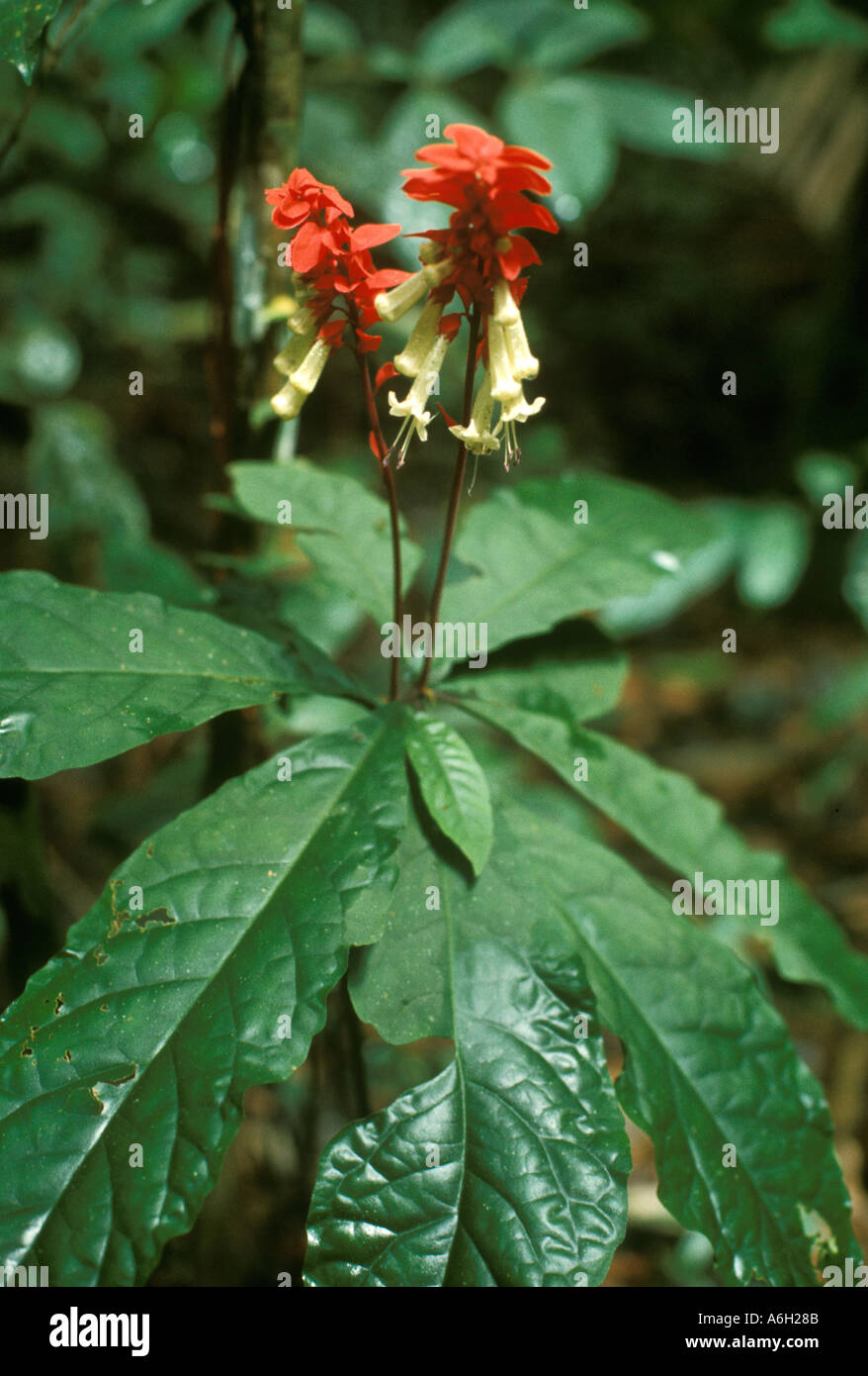 Amasonia campestris, famiglia Verbenaceae, nel sottobosco della foresta pluviale tropicale del Venezuela meridionale nella pianura del Sud America. Foto Stock