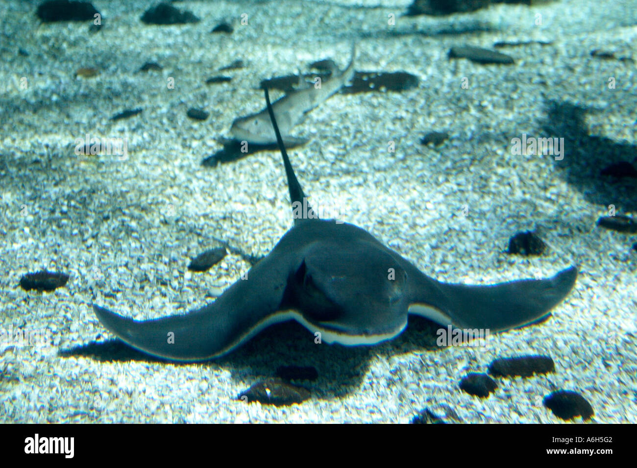 Eagle Ray Myliobatis pesce che nuota nel serbatoio in London Aquarium London SE1 England Regno Unito Foto Stock