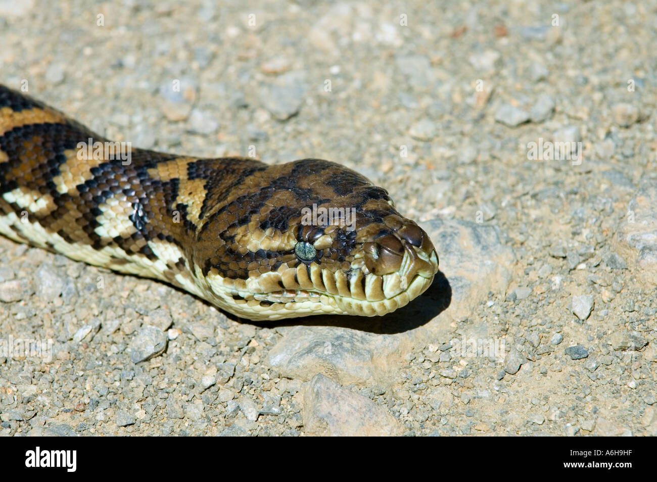 Serpente di moquette Foto Stock
