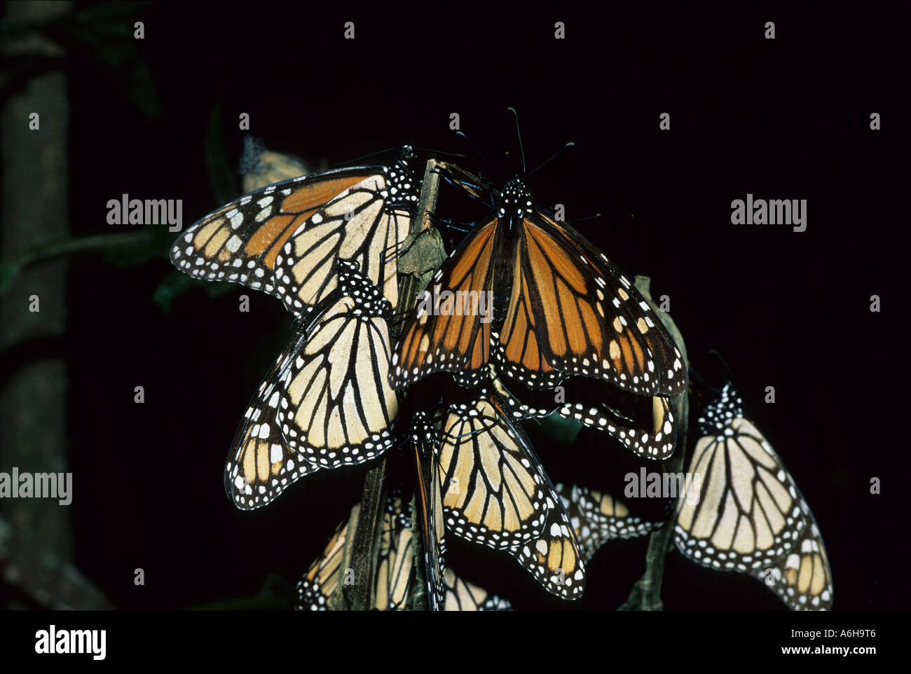 Farfalla monarca in motivi di svernamento - Danaus plexippus - Michoacan Messico Foto Stock