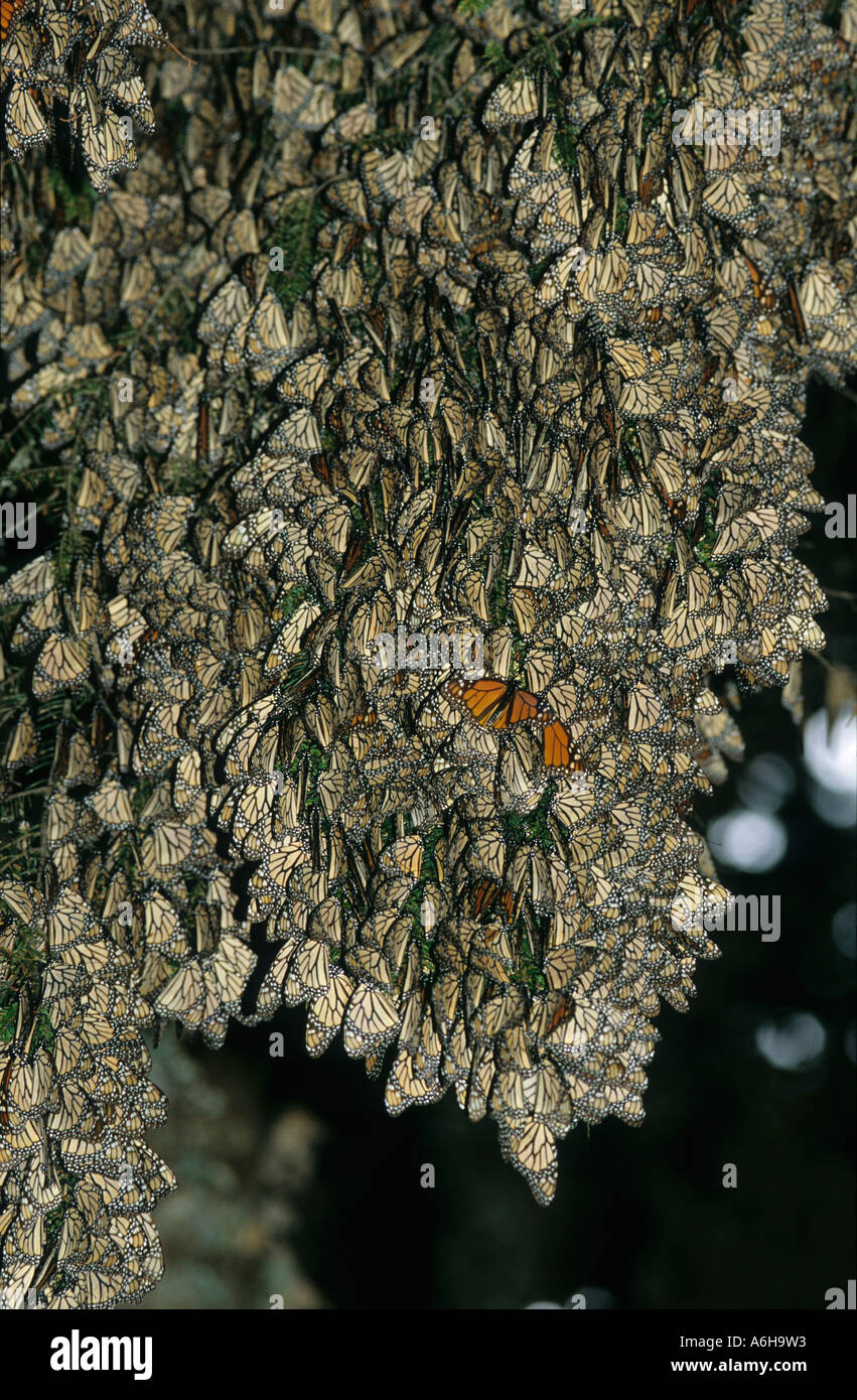 Farfalla monarca in motivi di svernamento - Danaus plexippus - Michoacan Messico Foto Stock