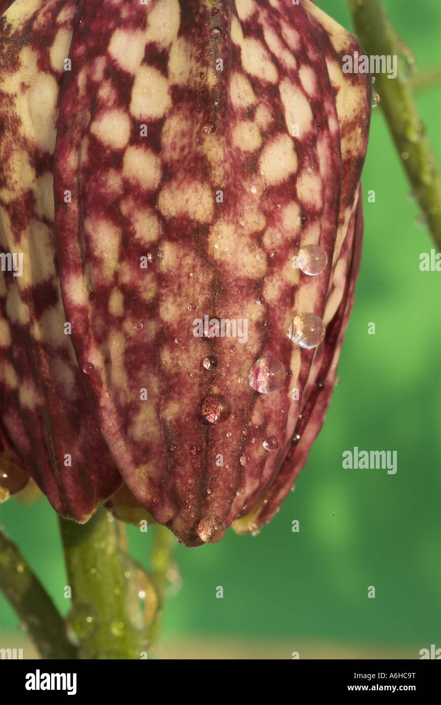 Testa di serpenti fritillary Fritillaria meleagris con inizio Rugiada di mattina aprile NEL REGNO UNITO Foto Stock
