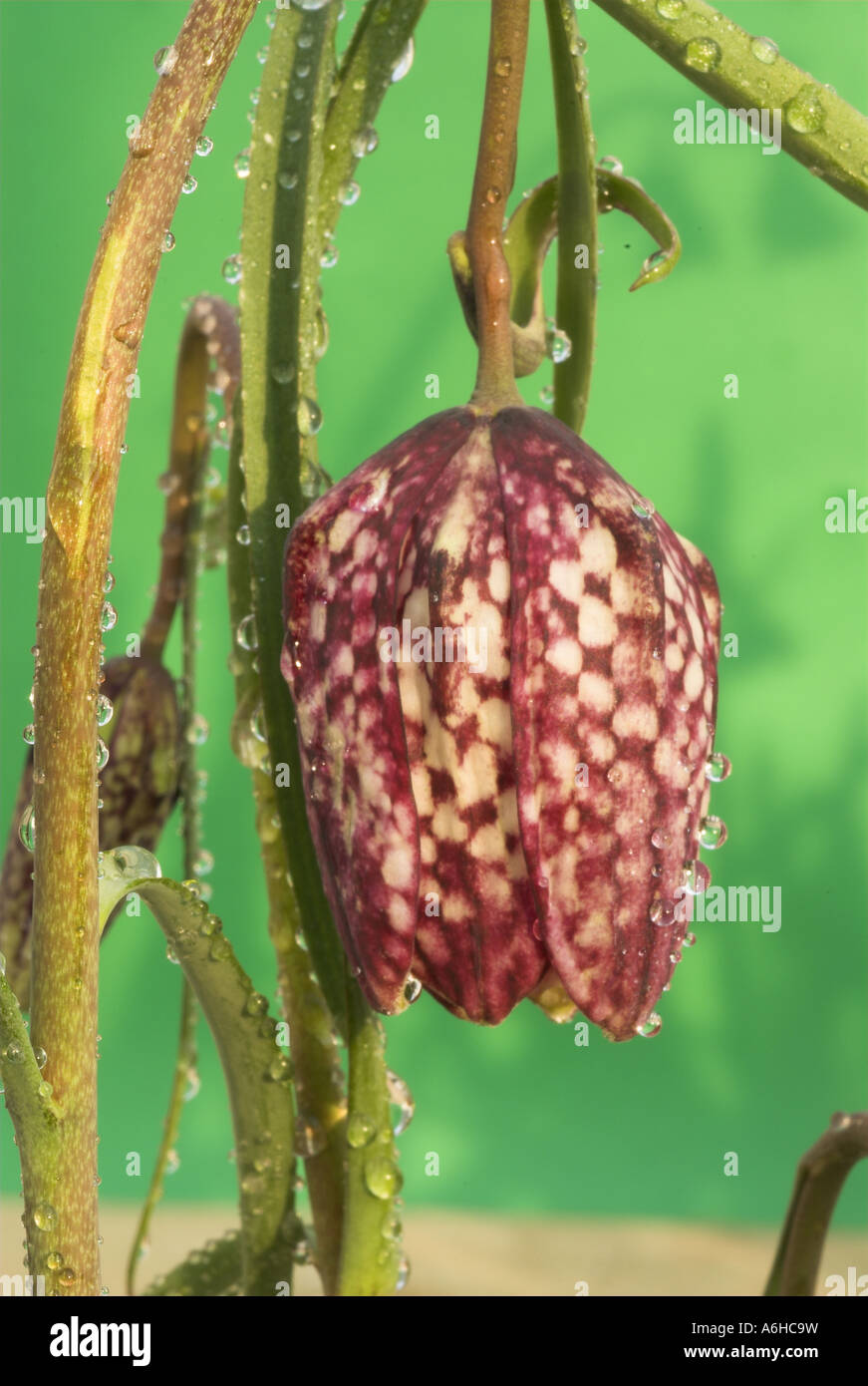 Testa di serpenti fritillary Fritillaria meleagris con inizio Rugiada di mattina aprile NEL REGNO UNITO Foto Stock