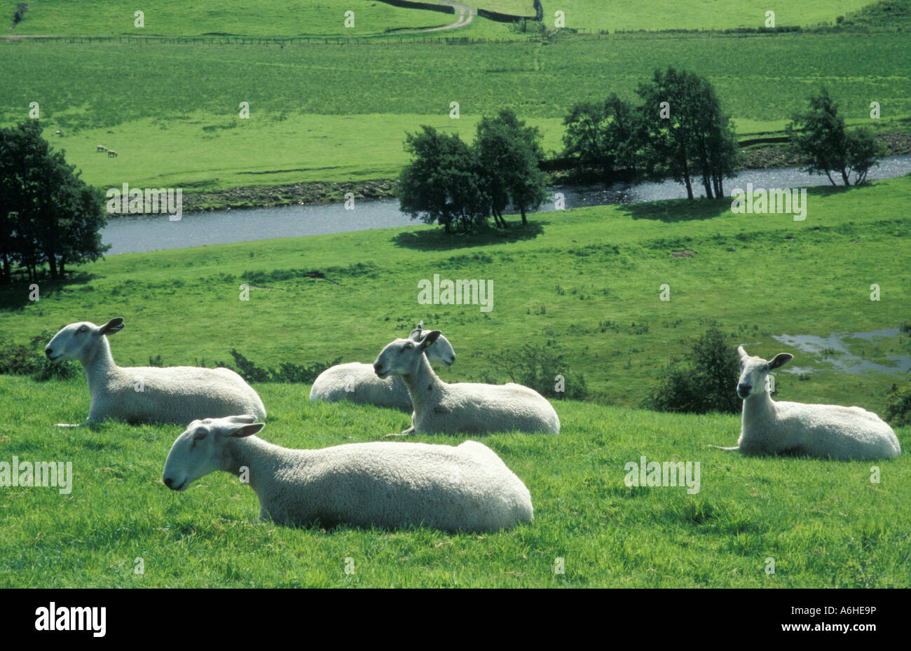 Gruppo di tranciato di fronte blu Leicester pecore seduto da Swaledale fiume nei pressi di Reeth, Yorkshire Dales National Park Foto Stock