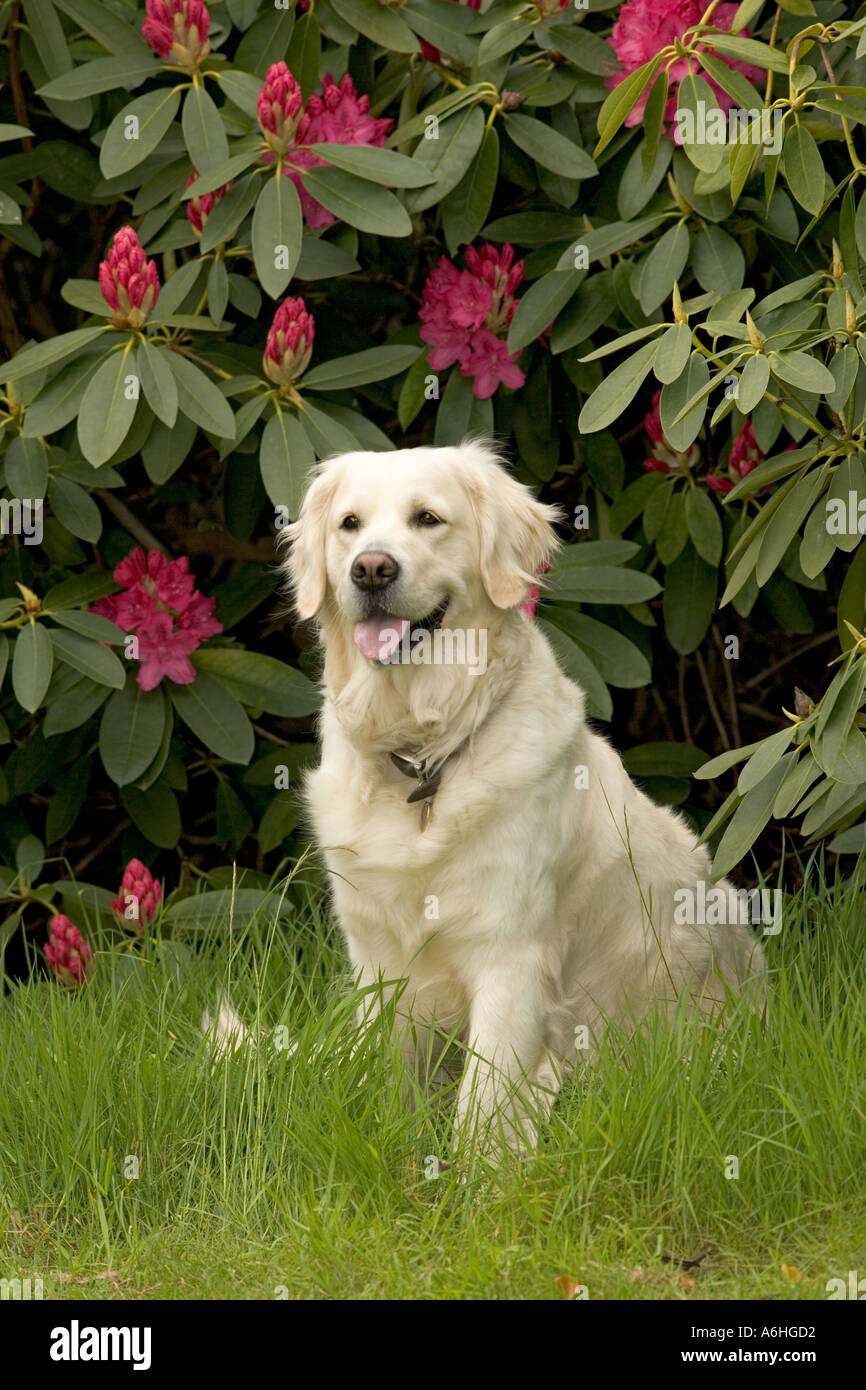 Il golden retriever cane in rhodedendrom fiori nel Hertfordshire woodland Foto Stock