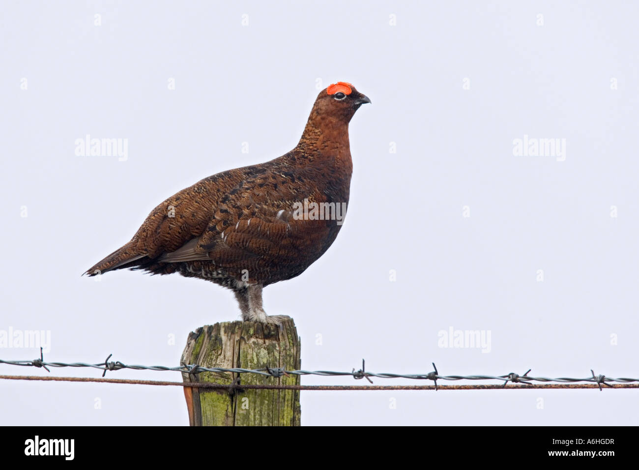 Red Grouse Lagopus lagopus in piedi sul palo da recinzione cercando avviso con cielo blu sullo sfondo derbyshire Foto Stock