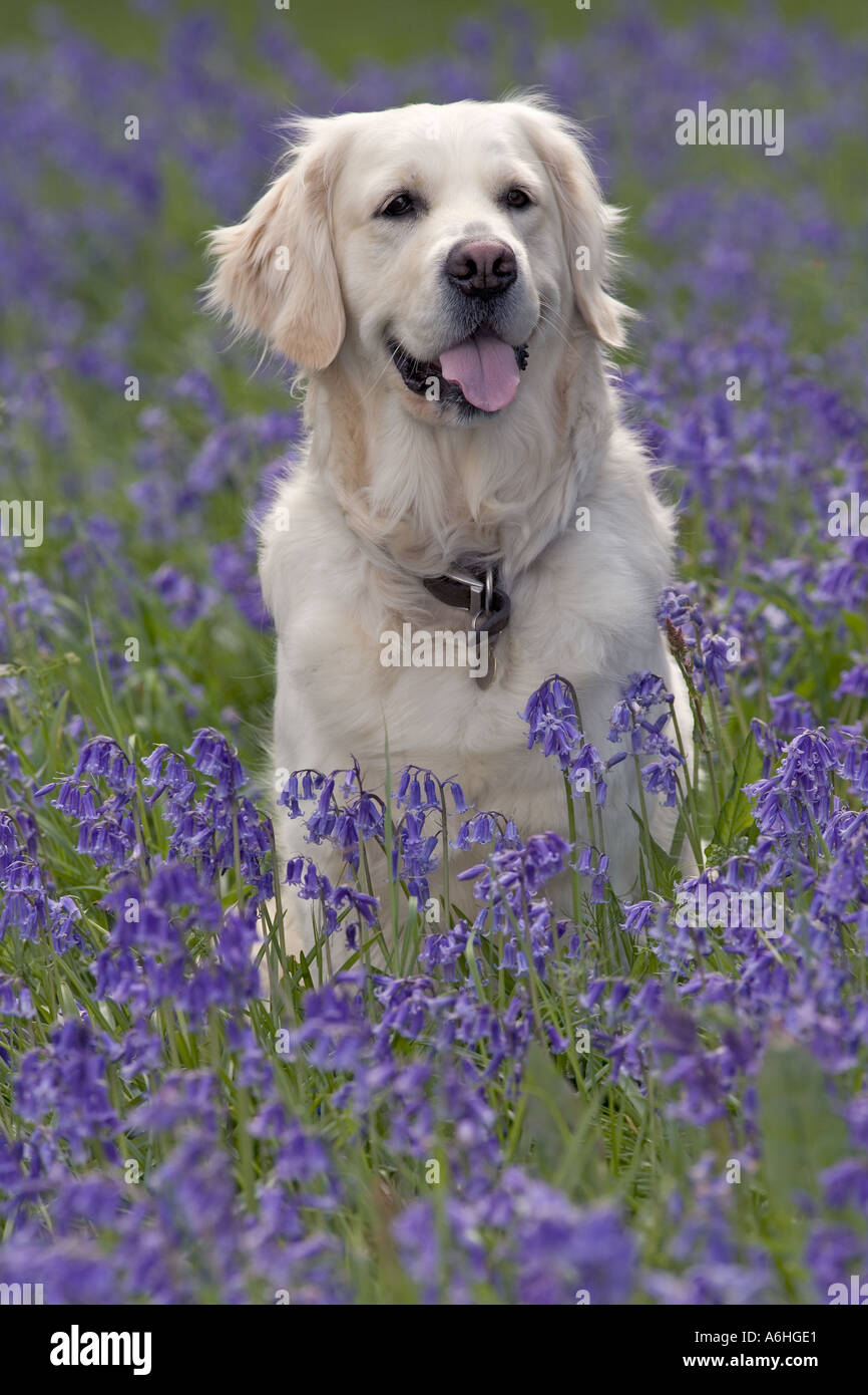 Il golden retriever cane in bluebell fiori nel Hertfordshire woodland Foto Stock