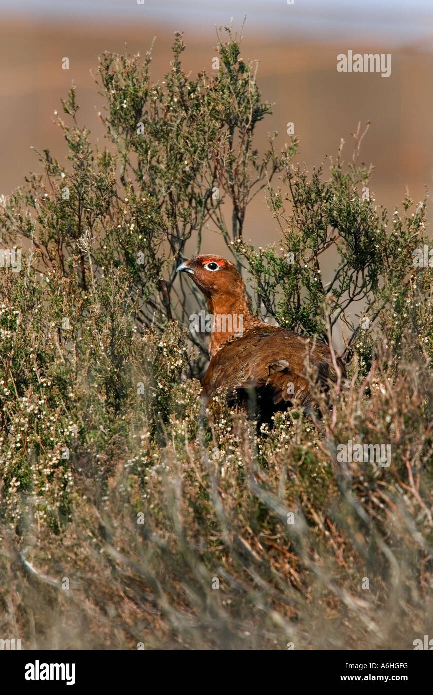 Red Grouse Lagopus lagopus feeeding in heather stand su heather moorland derbyshire Foto Stock