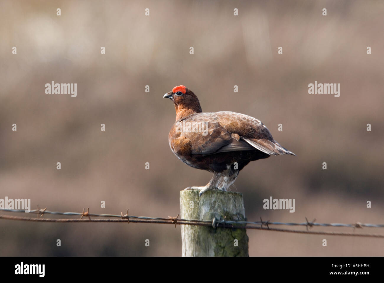 Red Grouse in piedi sul post con heather moorland background derbyshire Foto Stock