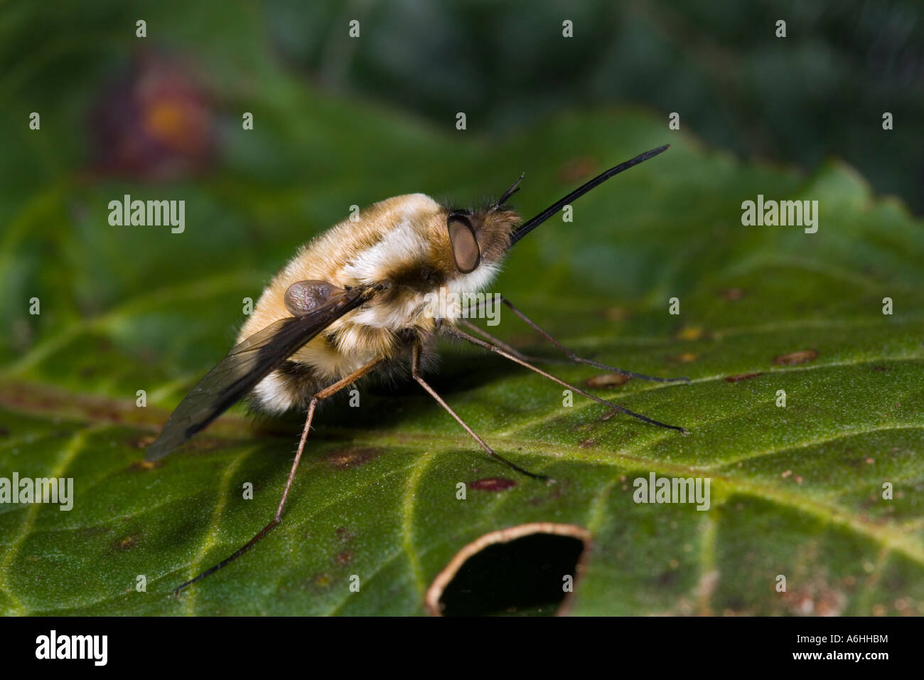 Bee-Fly Bombylius major a riposo sulla lamina Potton Bedfordshire Foto Stock
