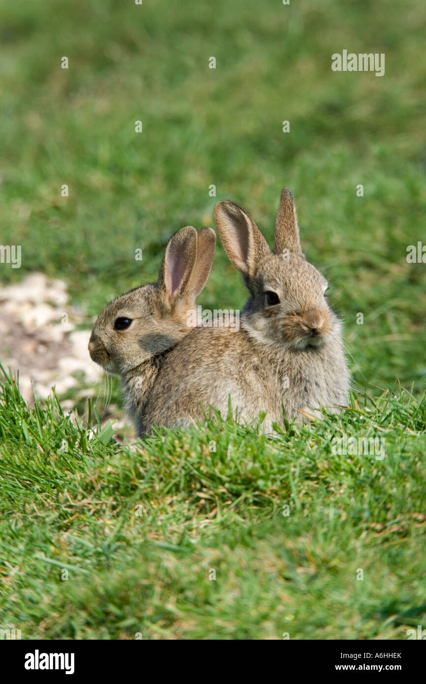 Conigli giovani oryctolagus cuniculus sat sull'erba cercando alert therfield hertfordshire Foto Stock